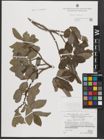 Foto von Salix appendiculata Vill.